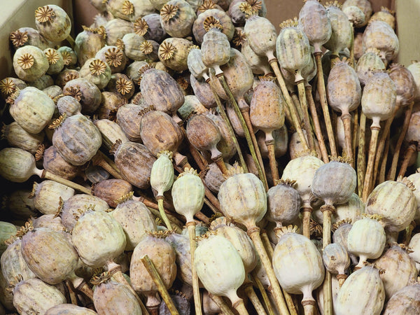 Dried Poppy Pod Bouquets.(10 pods per bouquet).